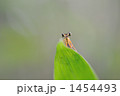 1454493