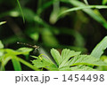 1454498