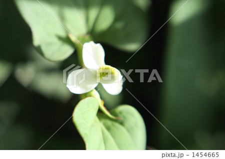 ドクダミ 1454665