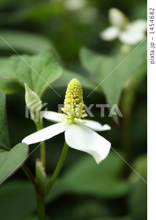 ドクダミ ドクダミ 1454682