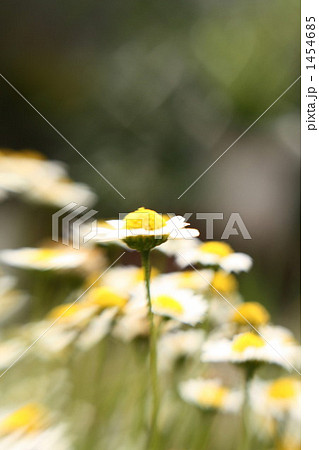 ノースポール ノースポール 1454685