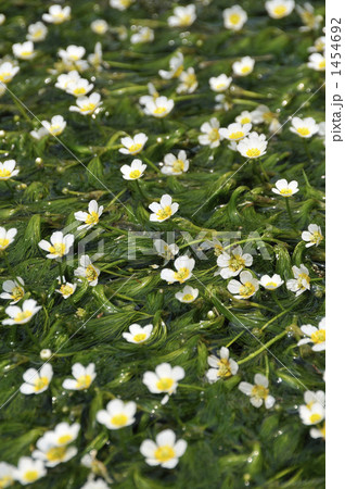 清流の梅花藻1~醒ヶ井・地蔵川 清流の梅花藻1~醒ヶ井・地蔵川 1454692