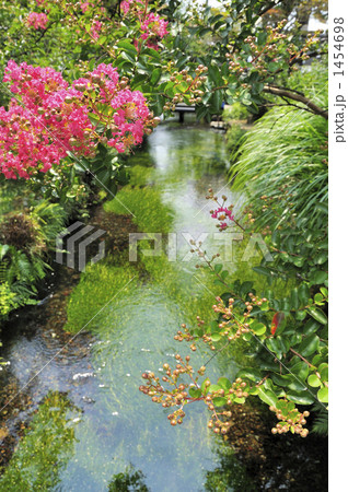 醒ヶ井は地蔵川の清流風景~梅花藻とサルスベリ 醒ヶ井は地蔵川の清流風景~梅花藻とサルスベリ 1454698
