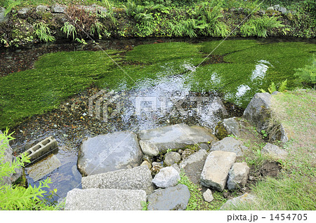 醒ヶ井は地蔵川の清流風景~その3 醒ヶ井は地蔵川の清流風景~その3 1454705