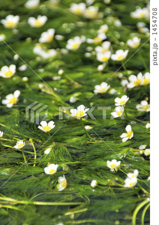 清流の梅花藻2~醒ヶ井・地蔵川 清流の梅花藻2~醒ヶ井・地蔵川 1454708