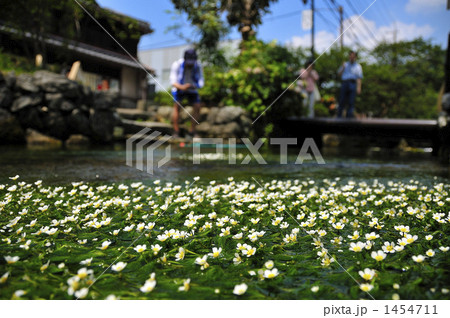 醒ヶ井は地蔵川の清流風景～川面に広がる梅花藻と中山道の宿場町 1454711