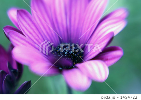 アフリカンデイジー 1454722