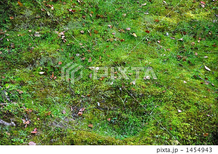 苔と落ち葉 1454943