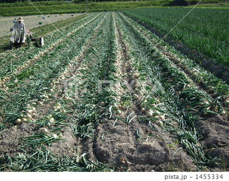 淡路玉葱の収穫 淡路玉葱の収穫 1455334