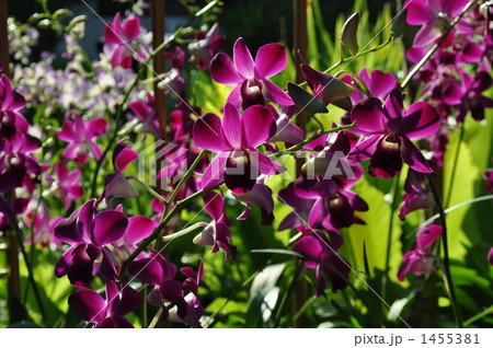 蘭の花 1455381