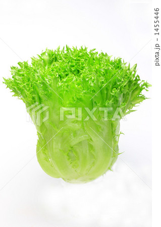 フリルレタス 1455446