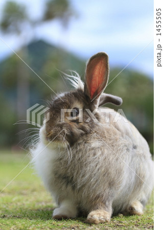 うさぎ 1455505