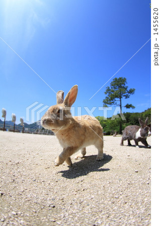うさぎ 1455620