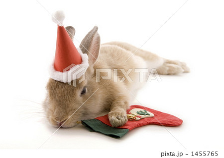 クリスマスプレゼントを待つ子うさぎの写真素材 クリスマスプレゼントを待つ子うさぎの写真素材