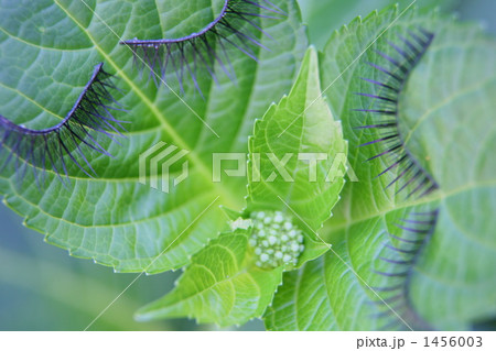 あじさいの夫婦とベイビィ 1456003