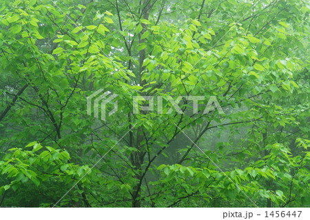 ミズメの新緑 1456447