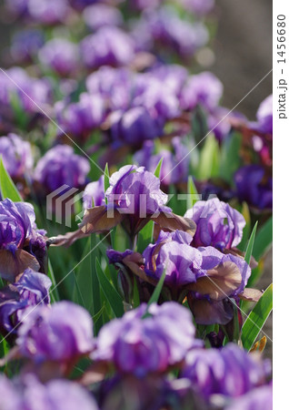 アイリス 1456680