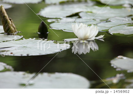 睡蓮 (小石川後楽園) 1456902