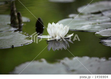 睡蓮 (小石川後楽園) 睡蓮 (小石川後楽園) 1456904
