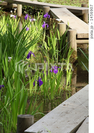 八橋とカキツバタ (小石川後楽園) 1456907