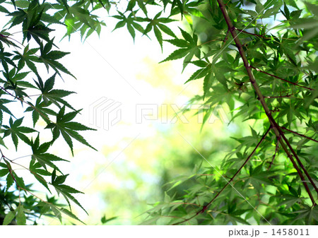 もみじ青葉 1458011