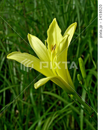 真夏の夕方に咲くユウスゲ 1458020