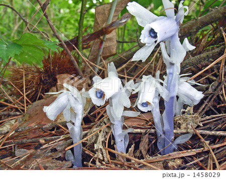 緑のない草ギンリョウソウ 1458029