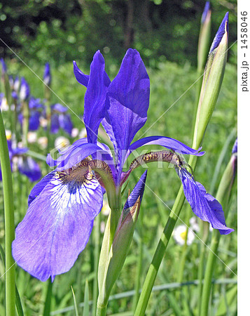 野生のアヤメ 1458046