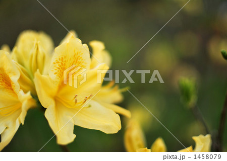 大紫躑躅 大紫躑躅 1458079