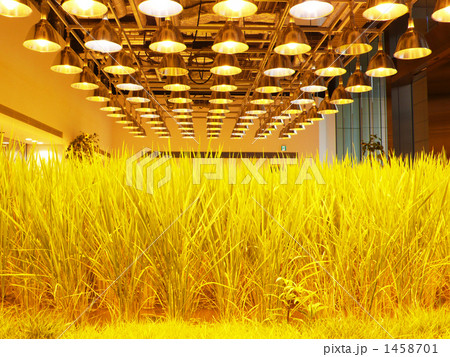 屋内の畑 屋内の畑 1458701
