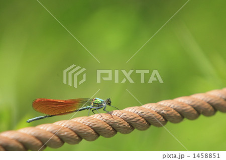 ロープに止まる糸蜻蛉 1458851