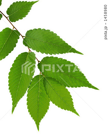 欅 ケヤキ 若葉のイラスト素材 欅 ケヤキ 若葉のイラスト素材