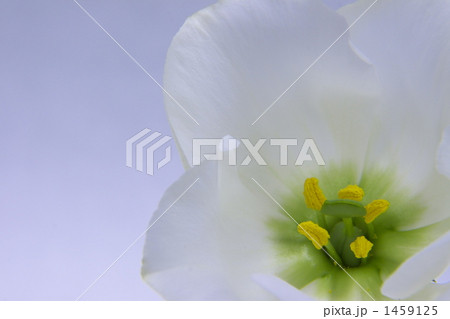 トルコキキョウの写真素材