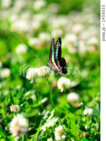 シロツメクサ の 花 と アオスジアゲハ 蝶 シロツメクサ の 花 と アオスジアゲハ 蝶 1459333