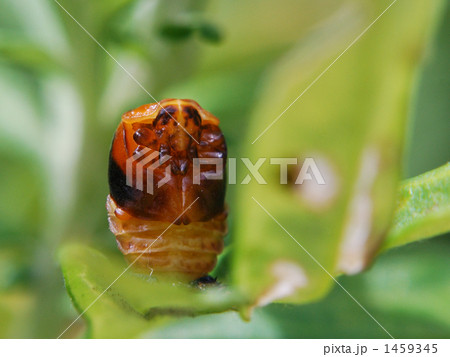 テントウムシの蛹化 1459345