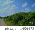 久高島でサイクリング 1459472