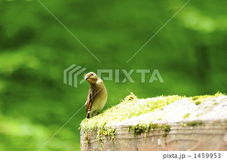 オオルリ 1459953