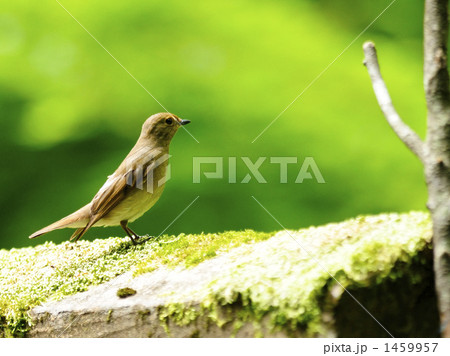 オオルリ 1459957