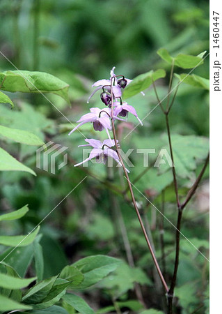 いかりそう 1460447