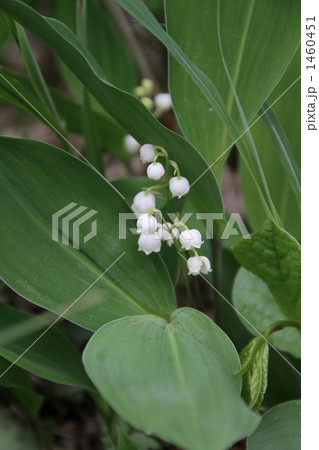 日本すずらん 1460451