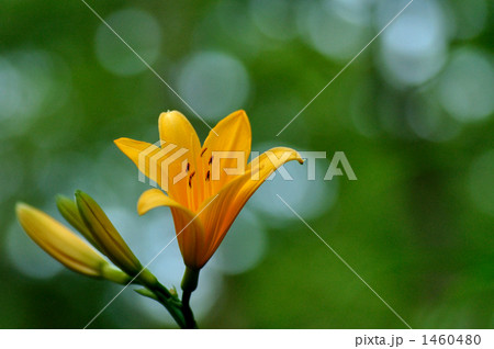 ムサシノキスゲ ムサシノキスゲ 1460480