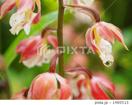 雨上がりの花 1460513