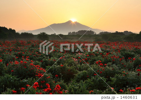 光降るポピー畑 1460631