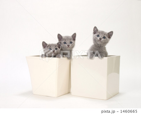鉢に入った三匹の仔猫 1460665