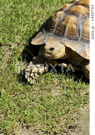 ケヅメリクガメ 1460793