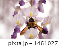 花粉採集 1461027