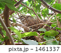 巣立ち直前のキジバトの雛 1461337