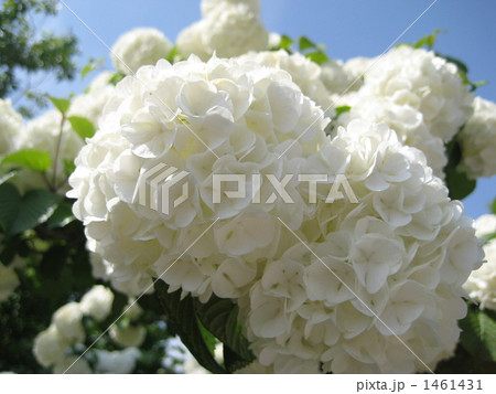 オオデマリ 1461431