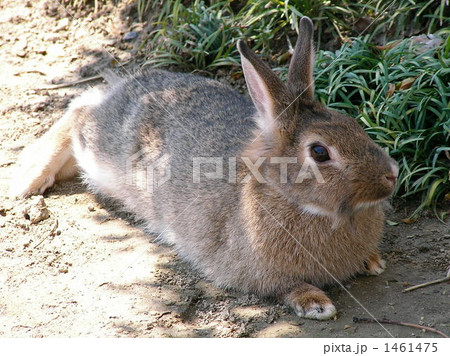 うさぎ 寝そべる 茶色の写真素材