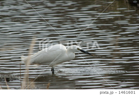 食事中のコサギ 1461601